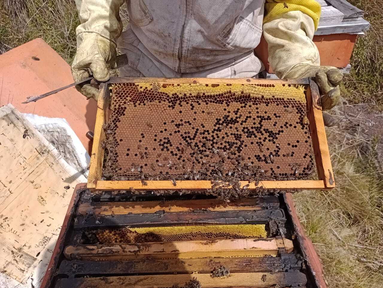 Material Biologico